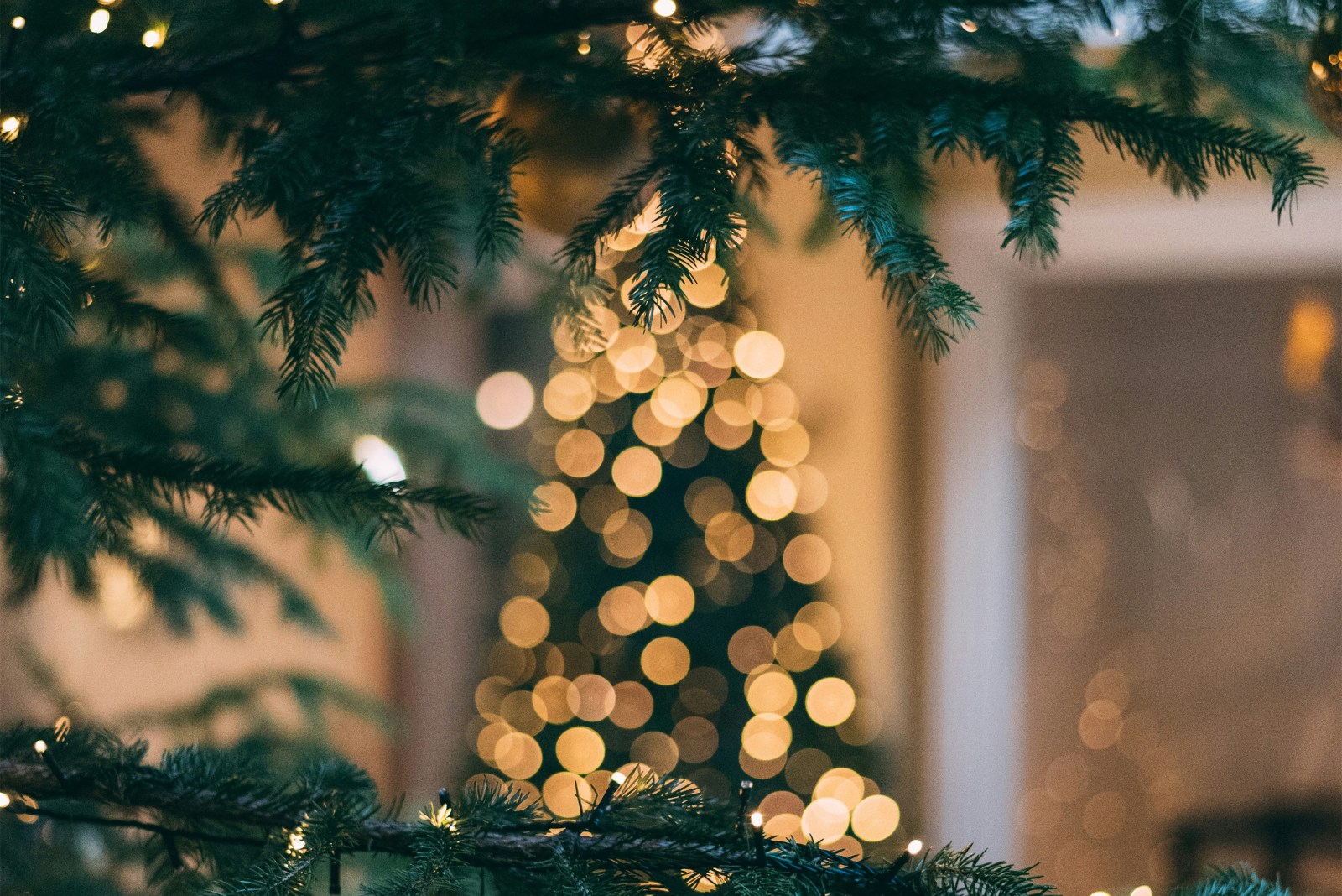tree sah Blurred view of a lit Christmas tree through evergreen branches.
